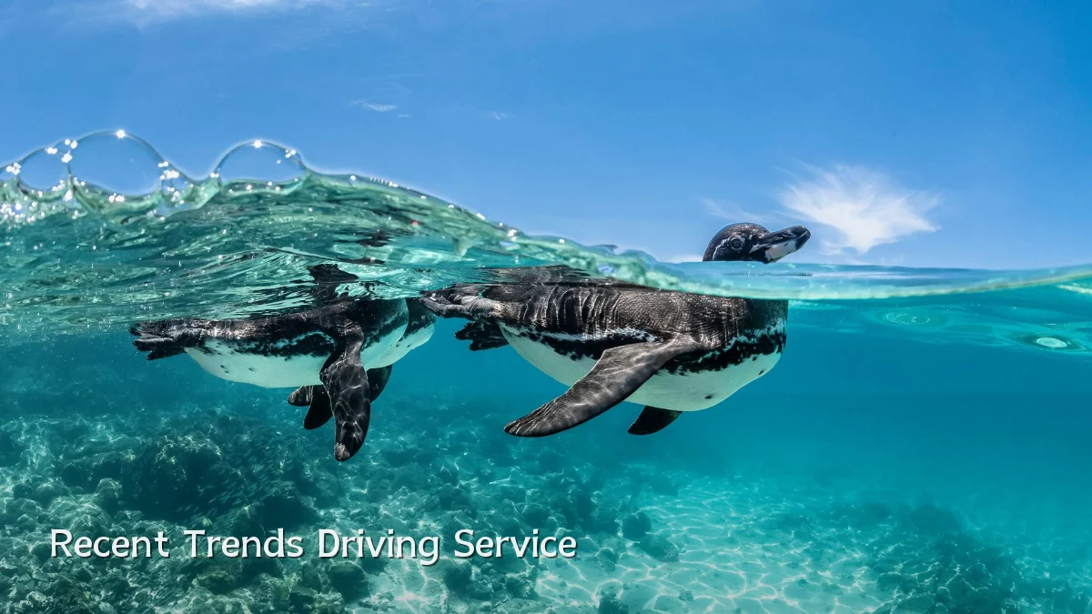 Recent Trends Driving Service