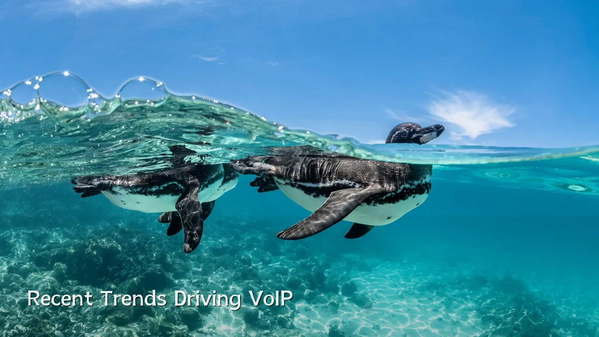 Recent Trends Driving VoIP