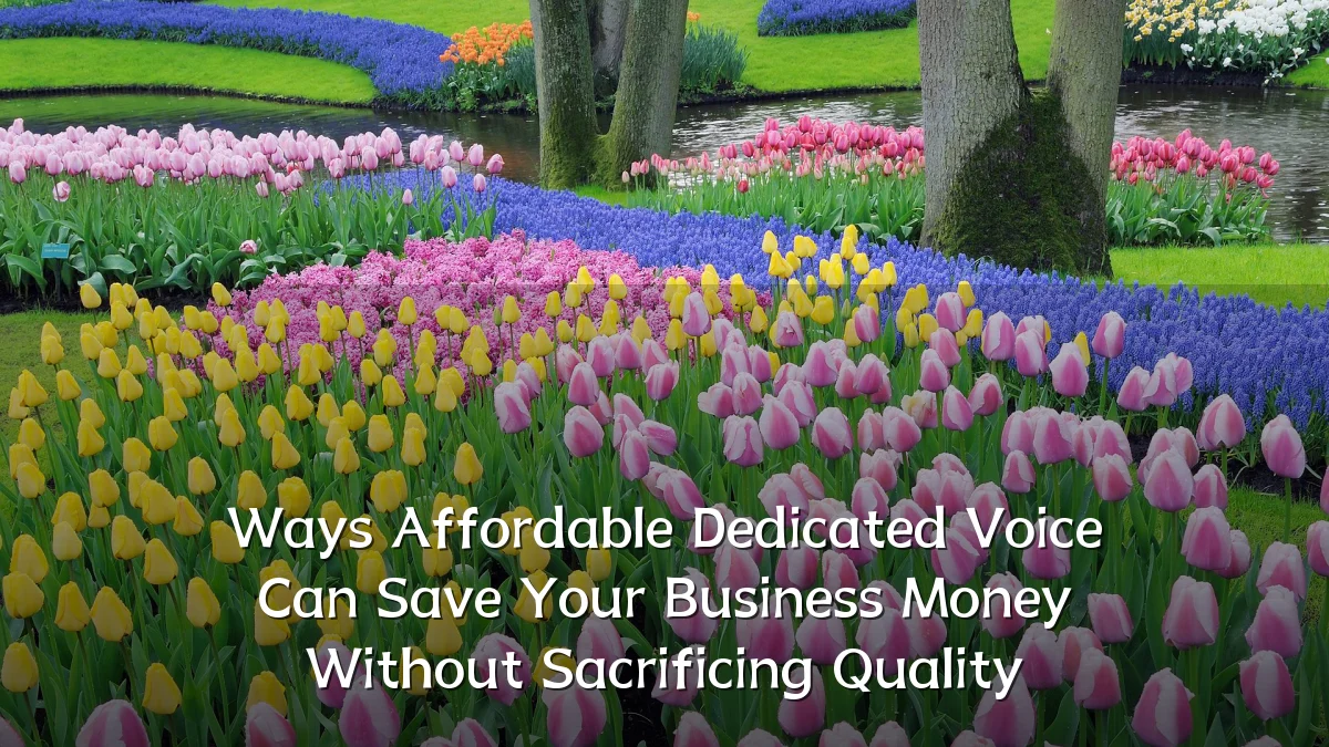Ways Affordable Dedicated Voice Can Save Your Business Money Without Sacrificing Quality