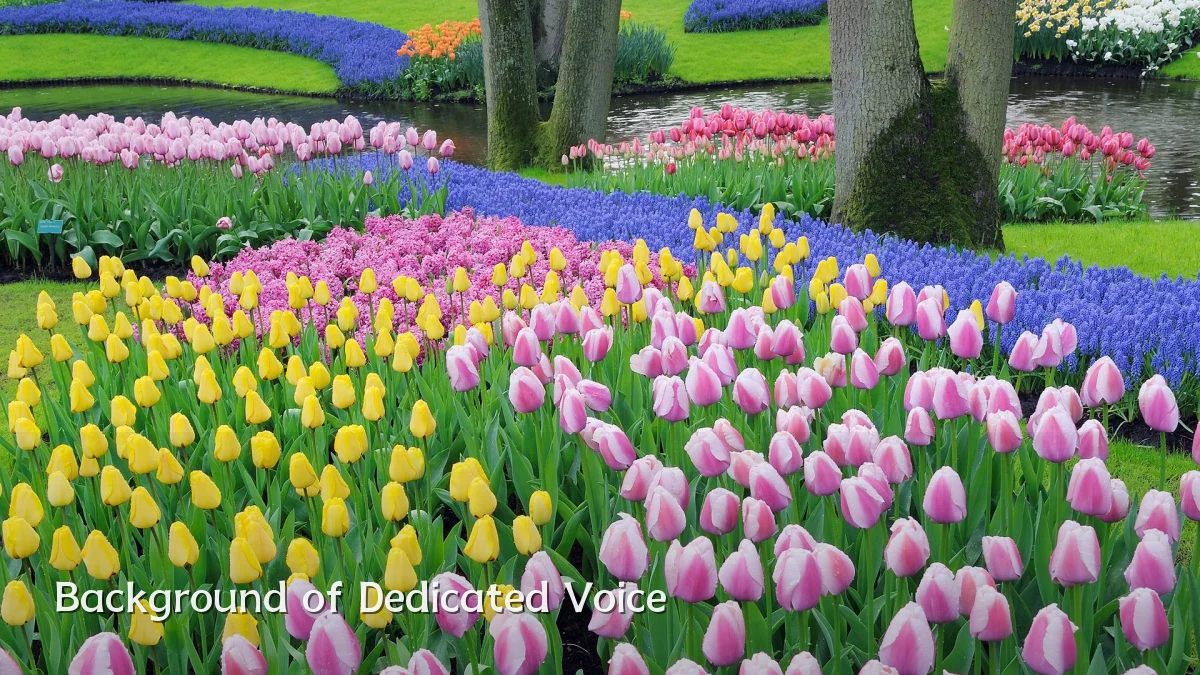 Background of Dedicated Voice